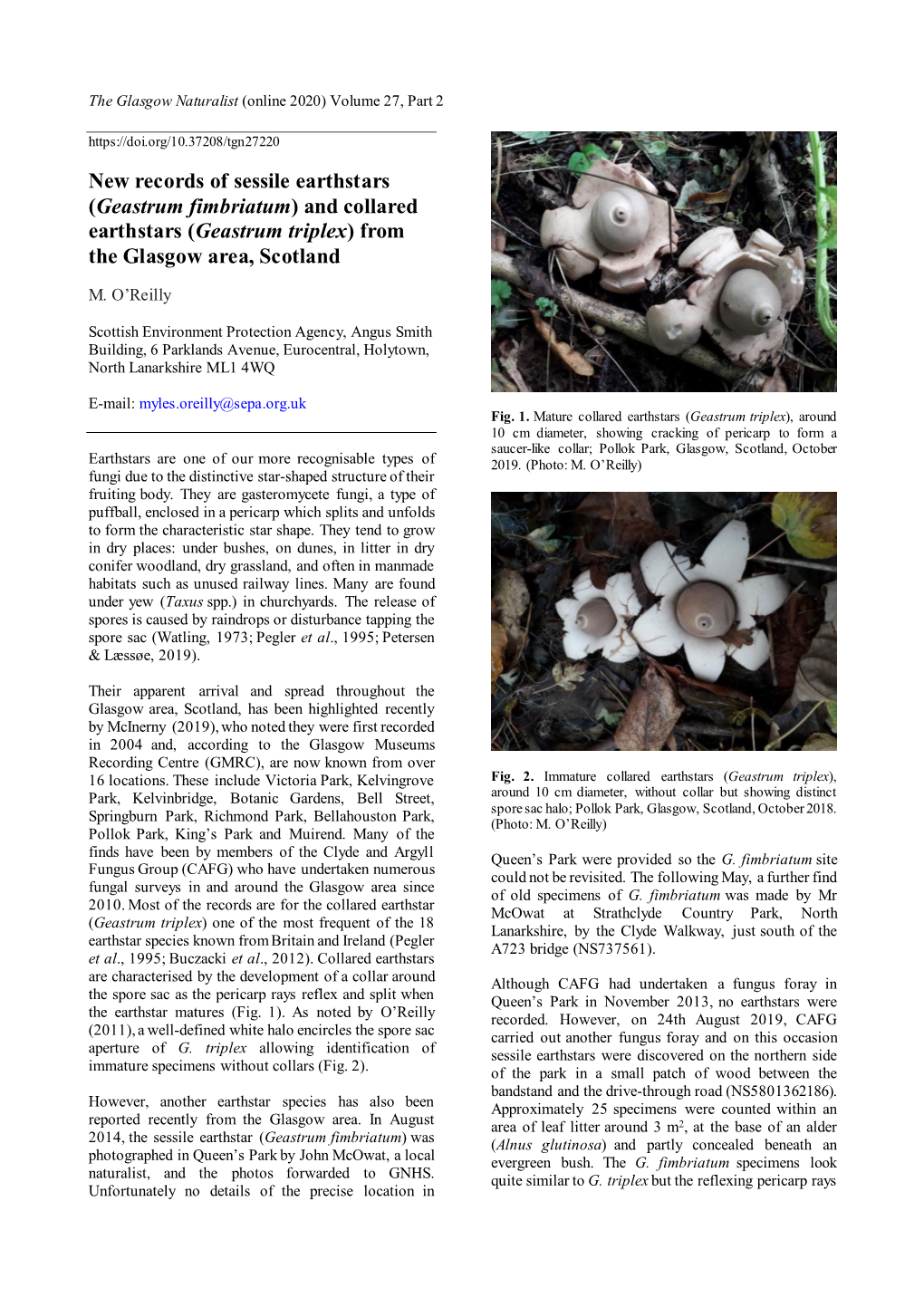 New Records of Sessile Earthstars (Geastrum Fimbriatum) and Collared Earthstars (Geastrum Triplex) from the Glasgow Area, Scotland