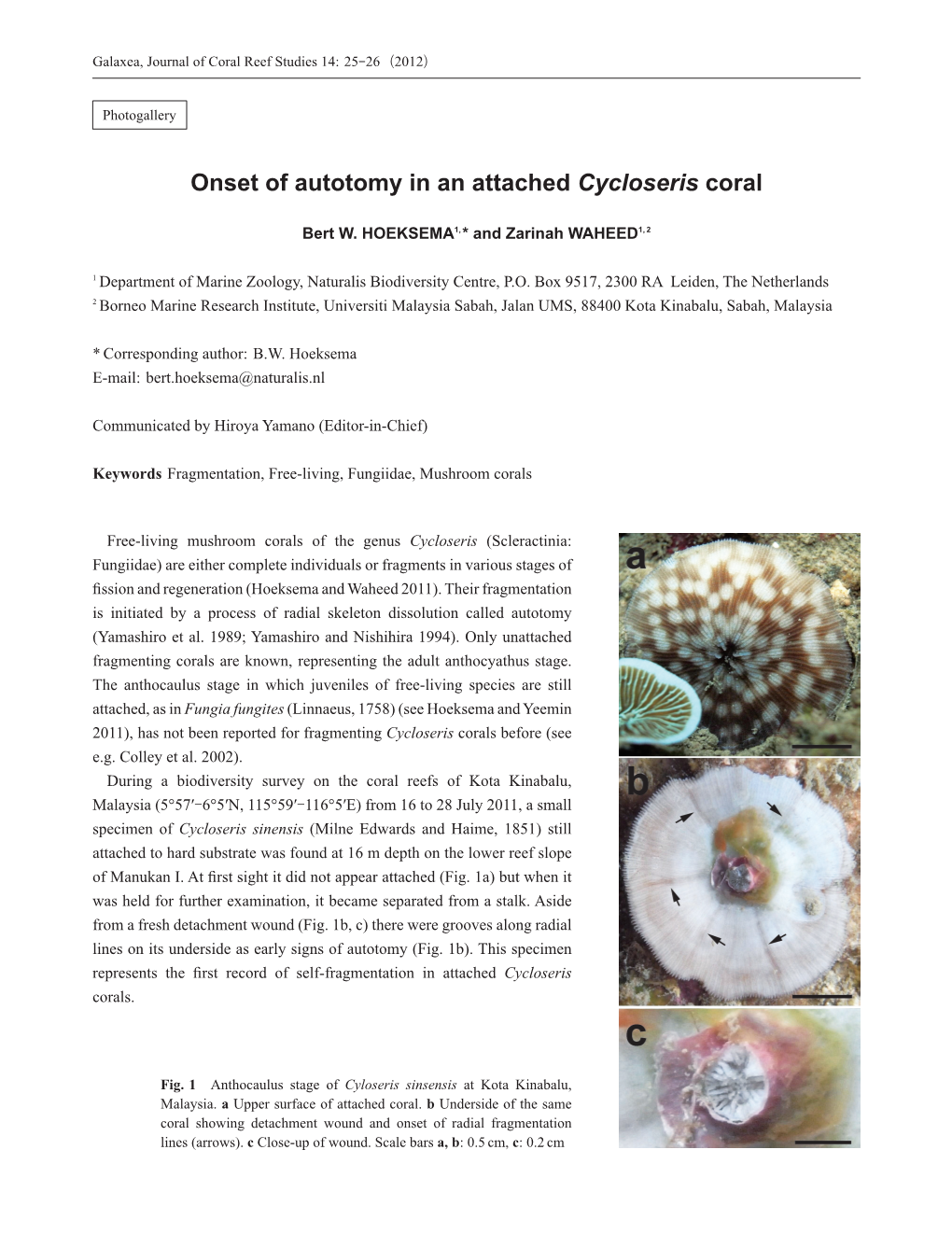 Onset of Autotomy in an Attached Cycloseris Coral