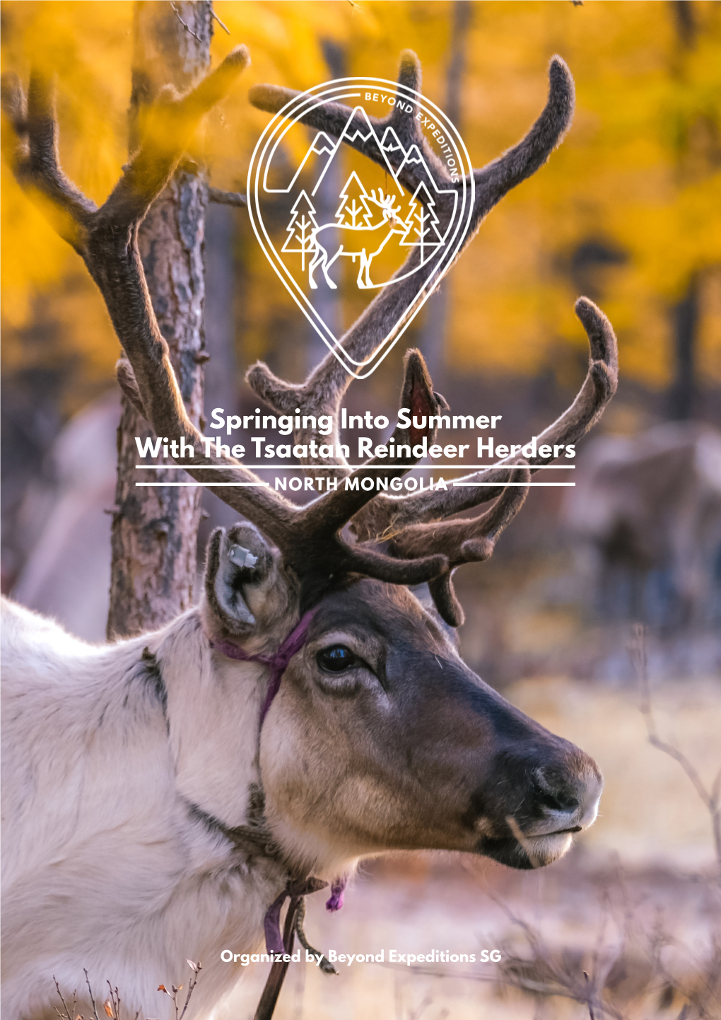 Springing Into Summer with the Tsaatan Reindeer Herders NORTH MONGOLIA