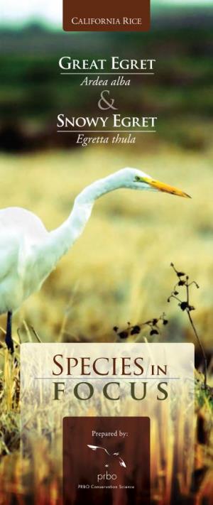 Species in Focus: Great Egret & Snowy Egret