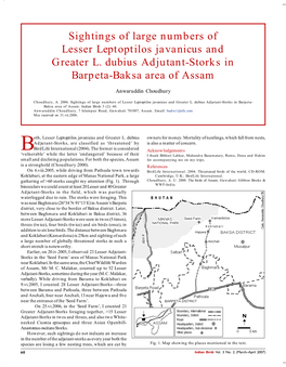 Sightings of Large Numbers of Lesser Leptoptilos Javanicus and Greater L