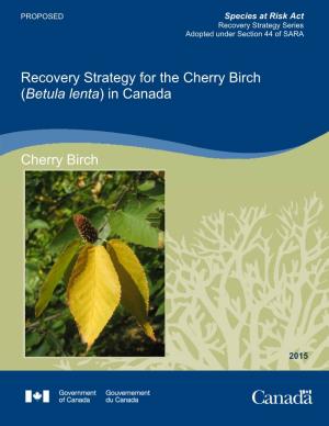 Cherry Birch (Betula Lenta) in Canada