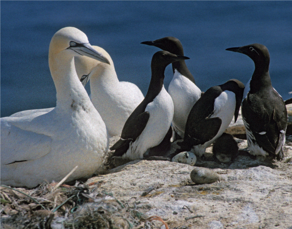 OUTLIERS - S T KILDA - HIORT VOLCANIC ISLANDS of BIRDS T H