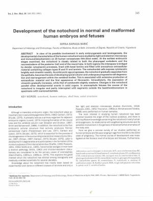 Development of the Notochord in Normal and Malformed Human Embryos and Fetuses