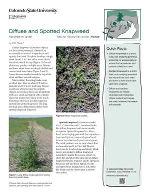 Diffuse and Spotted Knapweed Fact Sheet No