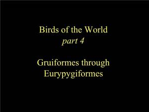 Gruiformes ~ Charadriiformes ~ Phaethontiformes ~ Eurypygiformes