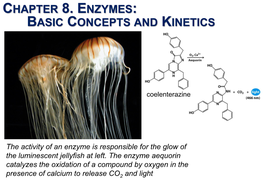 Chapter 8. Enzymes: Basic Concepts and Kinetics