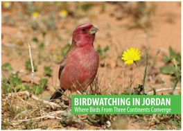 BIRDWATCHING in JORDAN Where Birds from Three Continents Converge Yarmouk