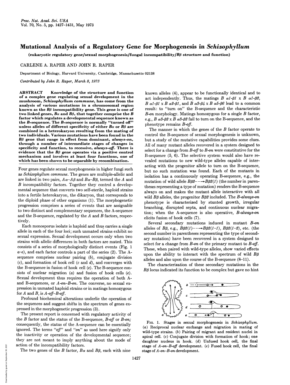 Mutational Analysis of a Regulatory Gene for Morphogenesis In