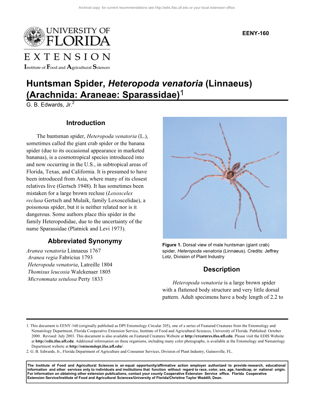 Huntsman Spider, Heteropoda Venatoria (Linnaeus) (Arachnida: Araneae: Sparassidae)1 G