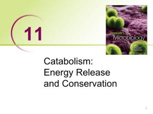 Catabolism: Energy Release and Conservation
