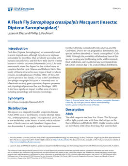 A Flesh Fly Sarcophaga Crassipalpis Macquart (Insecta: Diptera: Sarcophagidae)1 Lazaro A