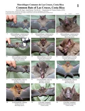 Common Bats of Las Cruces, Costa Rica Sylvia M