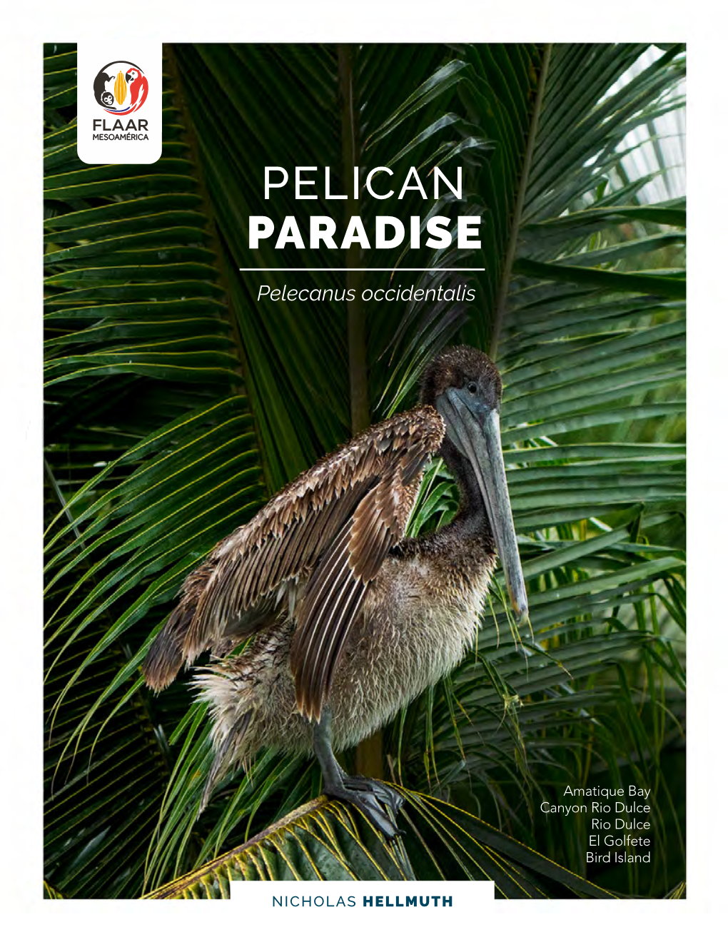 Pelican Paradise