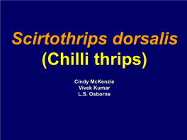 Chilli Thrips)