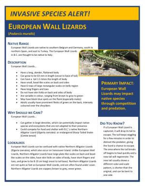 EUROPEAN WALL LIZARDS (Podarcis Muralis)