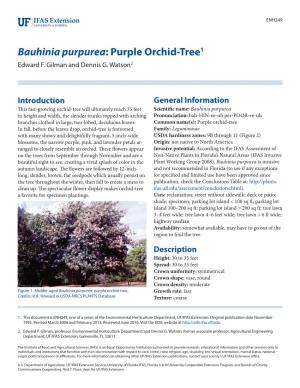 Bauhinia Purpurea: Purple Orchid-Tree1 Edward F