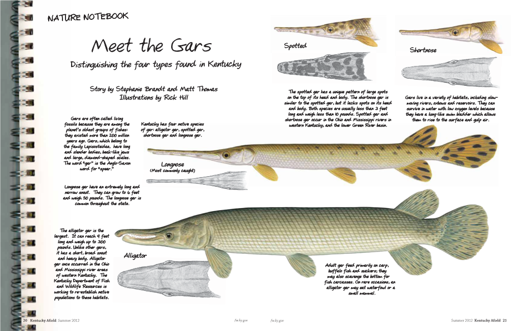 Meet the Gars Shortnose Distinguishing the Four Types Found in Kentucky