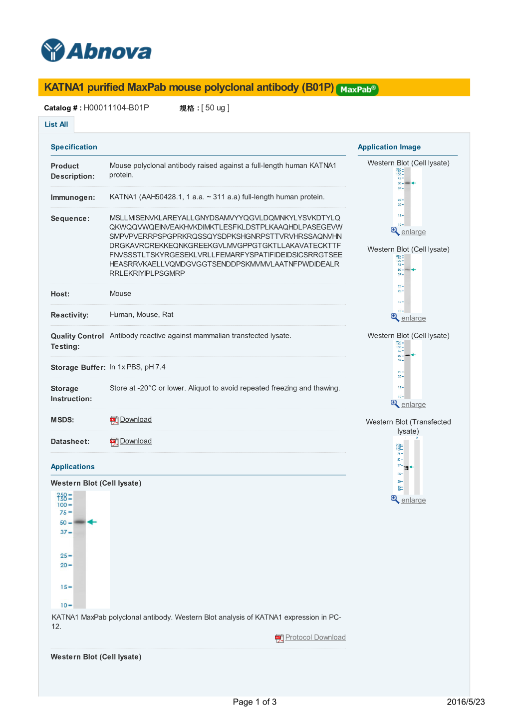 KATNA1 Purified Maxpab Mouse Polyclonal Antibody (B01P)