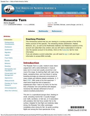 Roseate Tern (Sterna Dougallii) the Birds Of