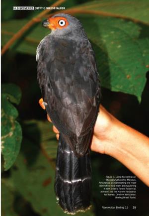 Discoveries Cryptic Forest Falcon