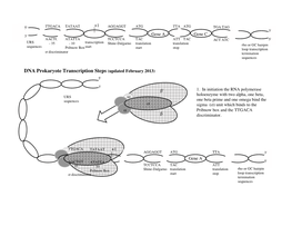 DNA Prokaryote Transcription Steps (Updated February 2013) 5'