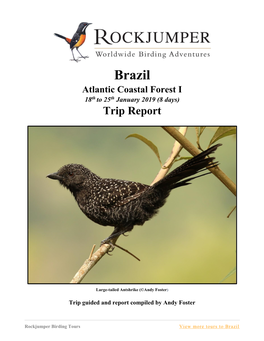 Brazil Atlantic Coastal Forest I 18Th to 25Th January 2019 (8 Days) Trip Report