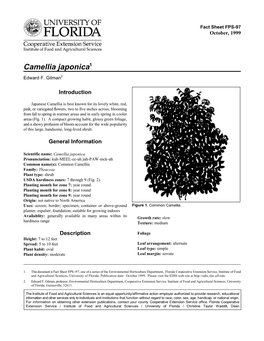 Camellia Japonica1