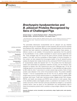 Brachyspira Hyodysenteriae and B. Pilosicoli Proteins Recognized by Sera of Challenged Pigs