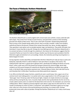 Northern Waterthrush This Article Is One of a Series About the Plants and Animals Found in Minnesota Wetlands