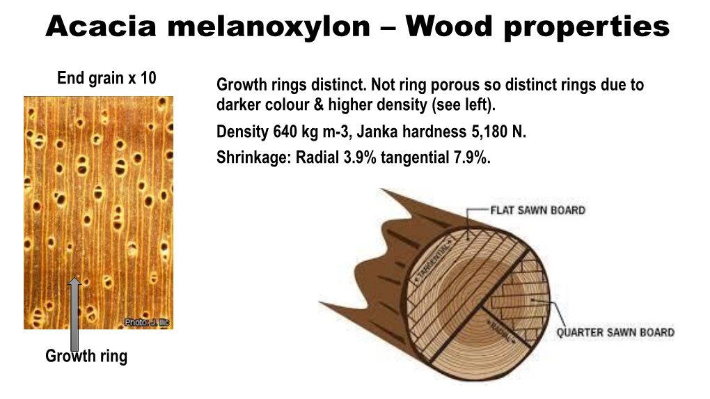 Acacia Melanoxylon – Wood Properties