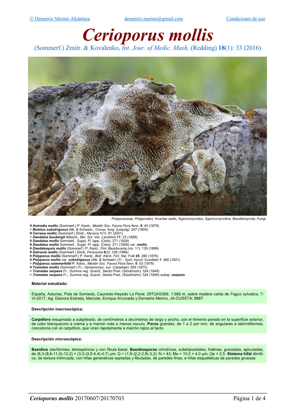 Cerioporus Mollis Mollis Cerioporus 4 De 1 Página 20170607/20170703