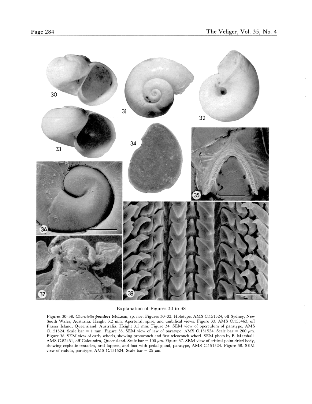 Page 284 the Veliger, Vol. 35, No. 4