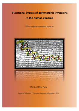 Functional Impact of Polymorphic Inversions in the Human Genome