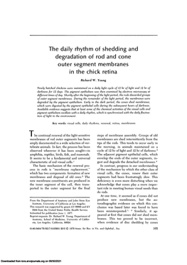 The Daily Rhythm of Shedding and Degradation of Rod and Cone Outer Segment Membranes in the Chick Retina