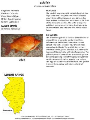 Goldfish Carassius Auratus ILLINOIS RANGE Adult