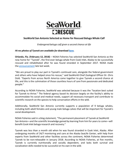 Seaworld San Antonio Selected As Home for Rescued Beluga Whale Calf