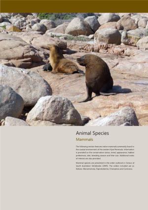 Animal Species Mammals
