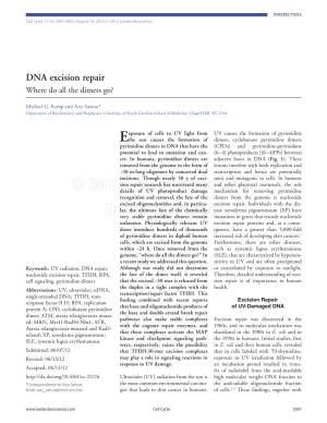 DNA Excision Repair Where Do All the Dimers Go?