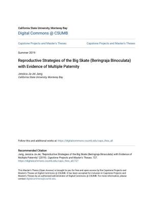 Reproductive Strategies of the Big Skate (Beringraja Binoculata) with Evidence of Multiple Paternity