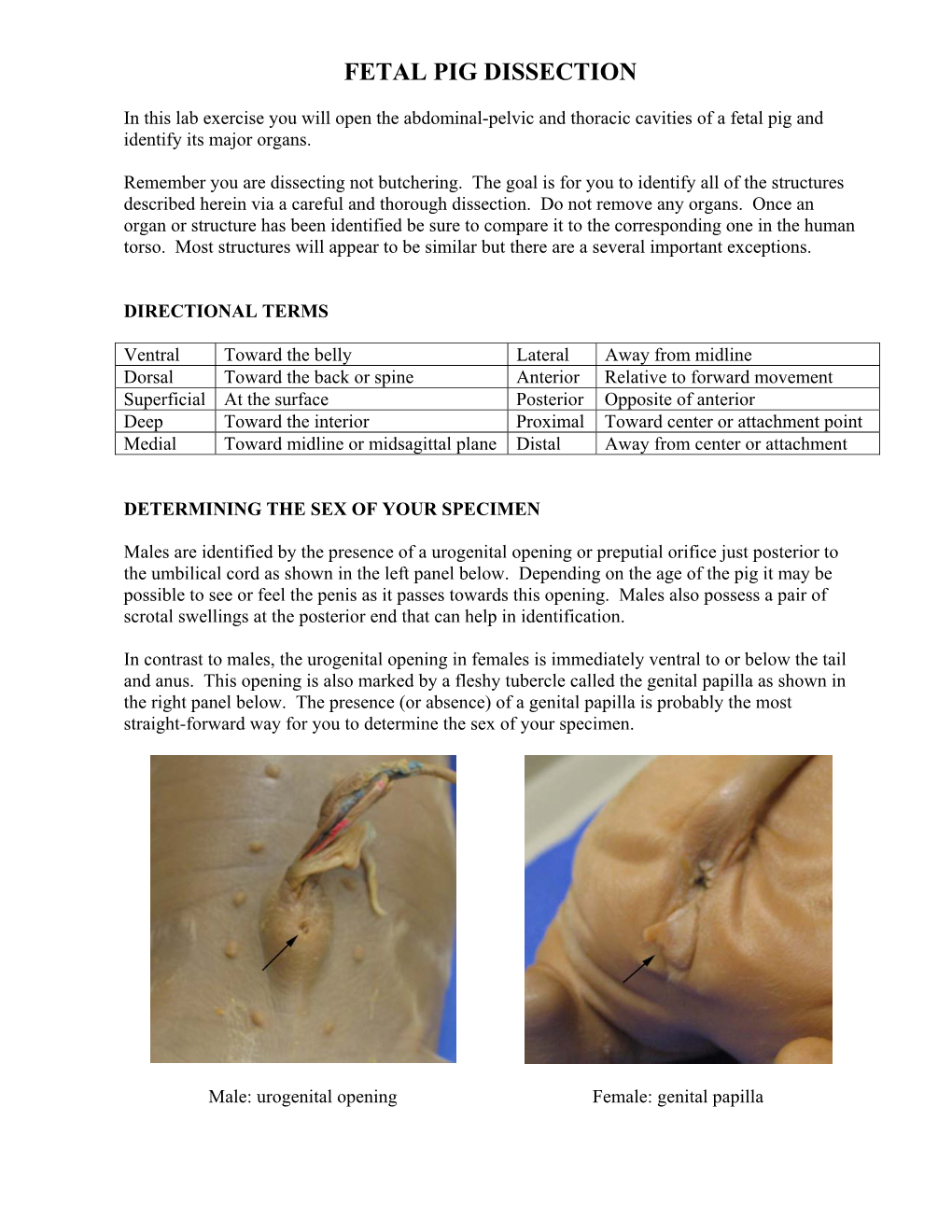 Fetal Pig Dissection