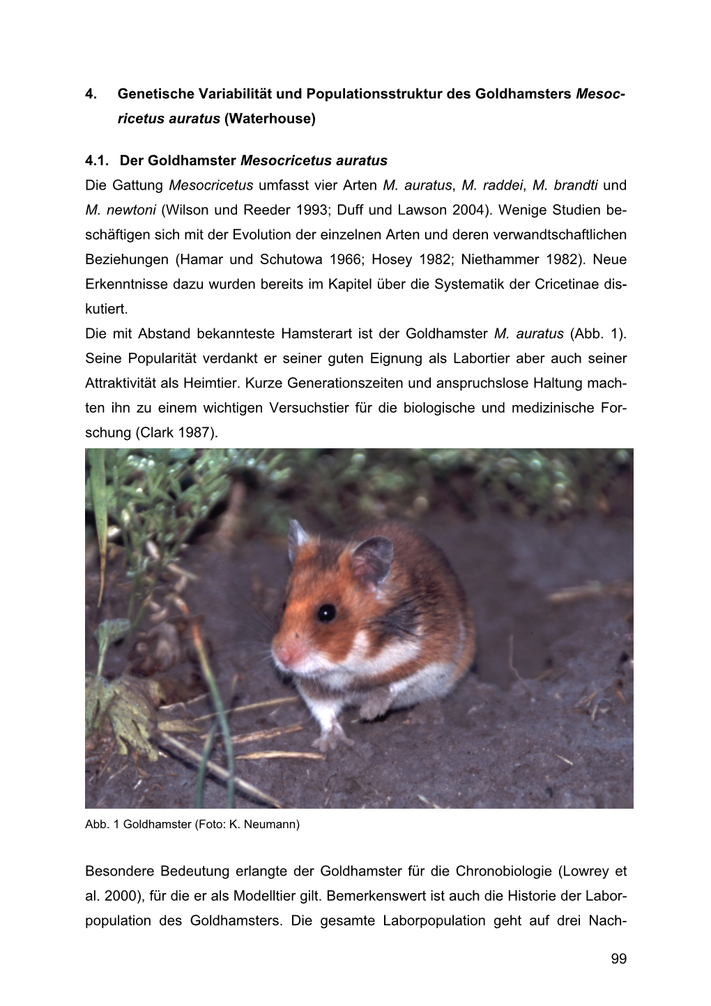 4.1. Der Goldhamster Mesocricetus Auratus Die Gattung Mesocricetus Umfasst Vier Arten M