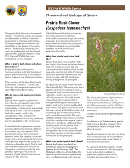Prairie Bush Clover (Lespedeza Leptostachya) the Prairie Bush Clover Is a Threatened Alkaloids from Wild Plants Are Used As Species