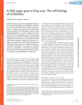 A Little Sugar Goes a Long Way: the Cell Biology of O-Glcnac