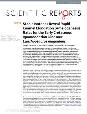 Stable Isotopes Reveal Rapid Enamel Elongation (Amelogenesis
