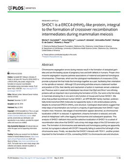 SHOC1 Is a ERCC4-(Hhh)2-Like Protein, Integral to the Formation of Crossover Recombination Intermediates During Mammalian Meiosis