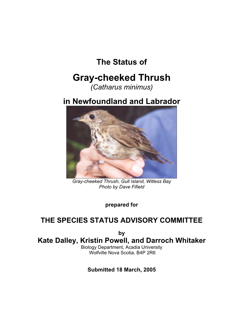 Gray-Cheeked Thrush (Catharus Minimus)