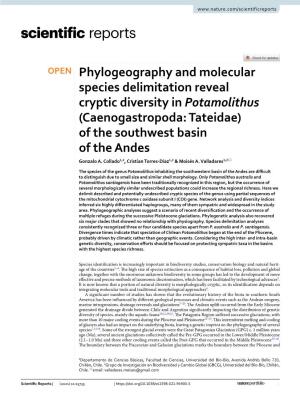Phylogeography and Molecular Species Delimitation Reveal Cryptic Diversity in Potamolithus (Caenogastropoda: Tateidae) of the Southwest Basin of the Andes Gonzalo A