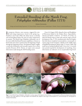 Extended Breeding of the Marsh Frog, Pelophylax Ridibundus