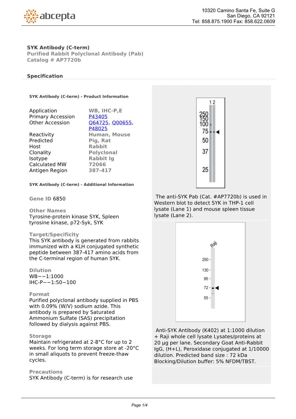 SYK Antibody (C-Term) Purified Rabbit Polyclonal Antibody (Pab) Catalog # Ap7720b